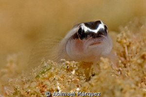 Goby by Abimael Márquez 